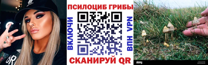 Псилоцибиновые грибы Cubensis  Купить закладки  Гдов 